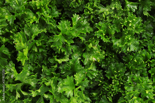 fresh bunch of parsley closeup