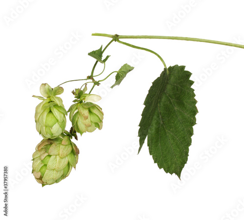 beautiful green hop isolated on white