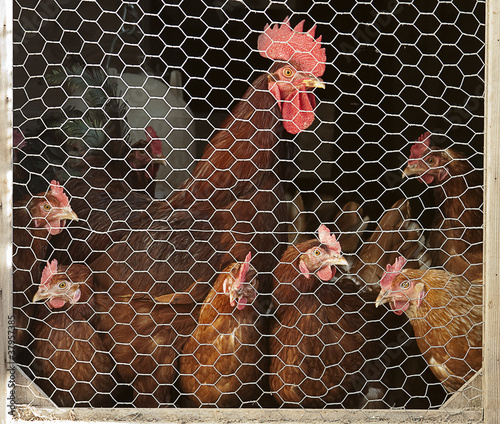 Obraz na plátně Chickens in Coup