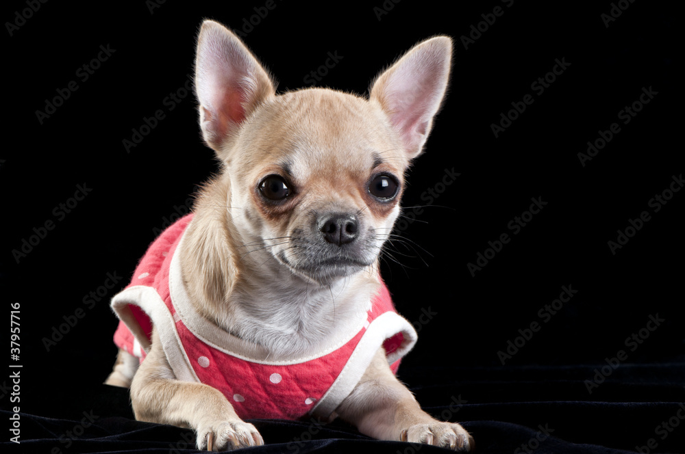 chihuahua dog wearing a red dress chihuahua dog wearing a red dress