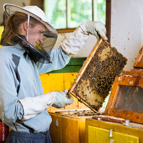 Beekeeper working in an apiary holding a frame of honeycomb