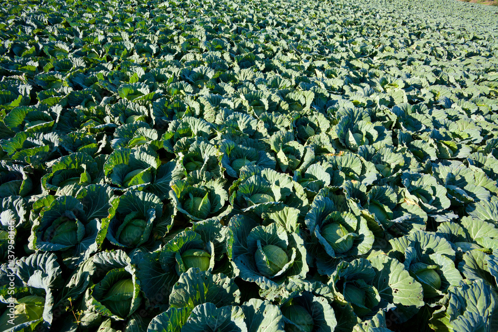 Fototapeta premium Cabbage field