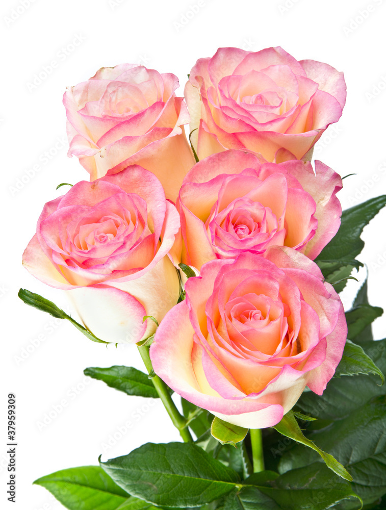 Pink roses isolated on white