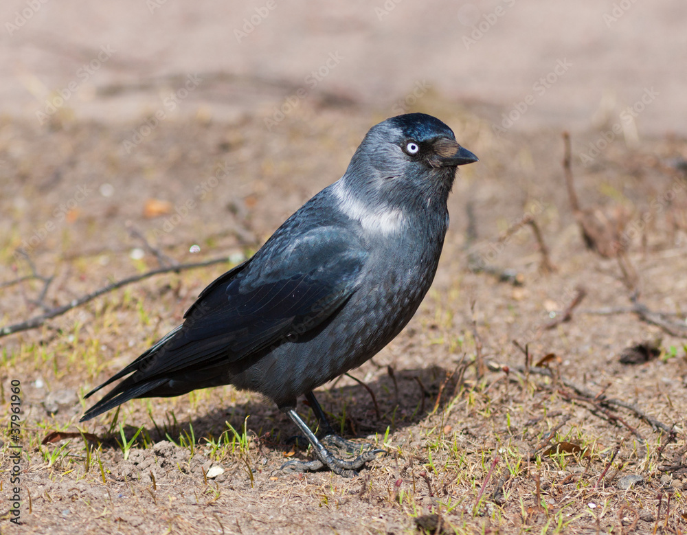 jackdaw