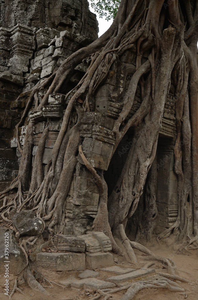 Angkor wat jungle temple