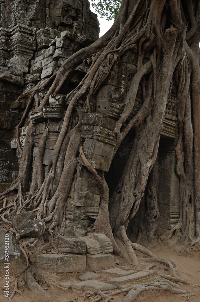 Obraz premium Angkor wat jungle temple