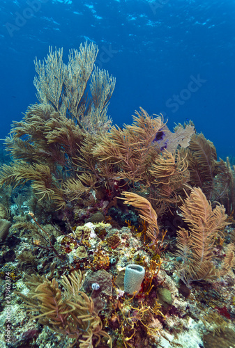Coral reef off coast of Honduras