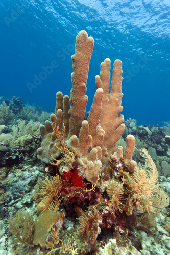 Pillar corals (Dendrogyra cylindricus)