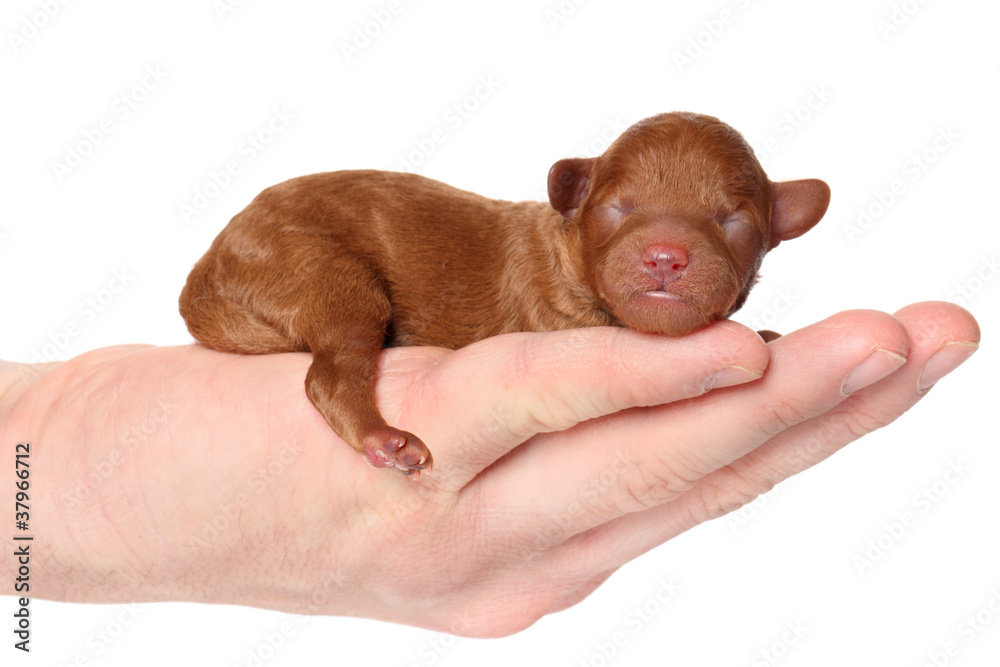 Obraz premium Poodle puppy (2 day) lies in hand