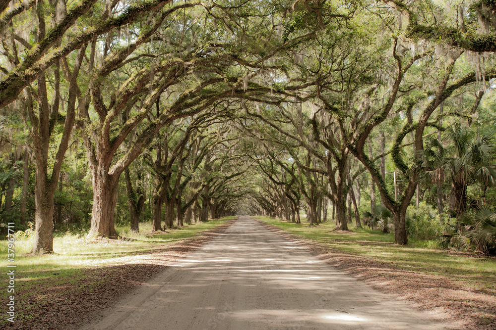 Fototapeta Road covered by southern oaks in Georgia plantation