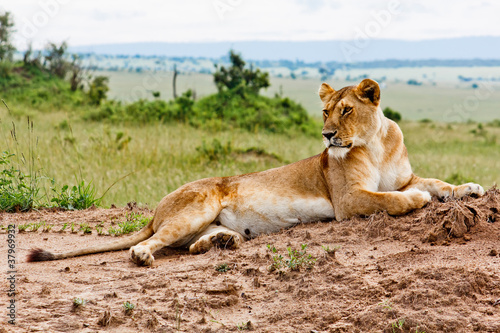 Lioness portrait from Kenya