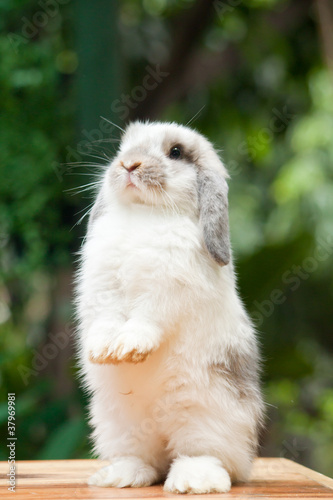 Standing Rabbit © artemisphoto
