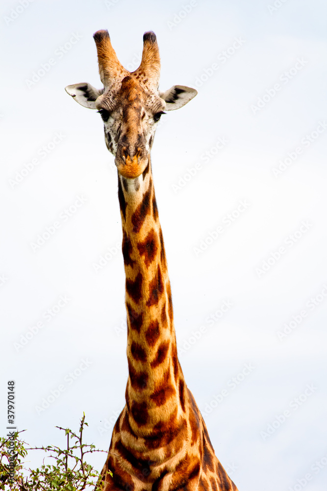 Fototapeta premium The Giraffe