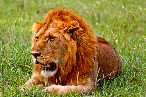 Fototapeta Naklejka Na Ścianę i Meble -  Lion in the Kenya