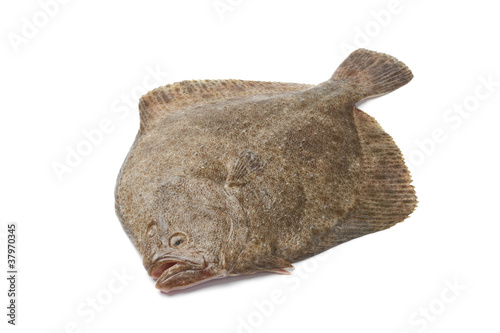Whole single fresh Turbot fish photo