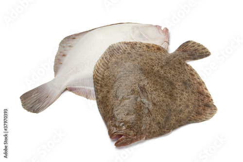 Pair of fresh Turbot fishes