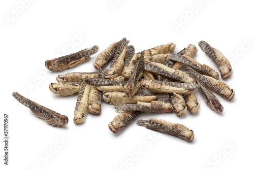 Dried locusta bugs