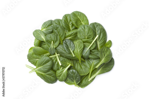 Fino Fresco Italian lettuce