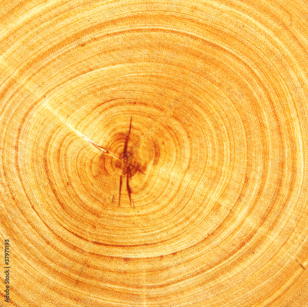 Fototapeta premium cut of wood