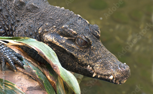 African Dwarf Crocodile