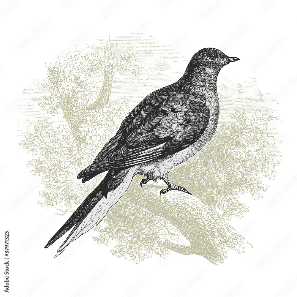 Pigeon
