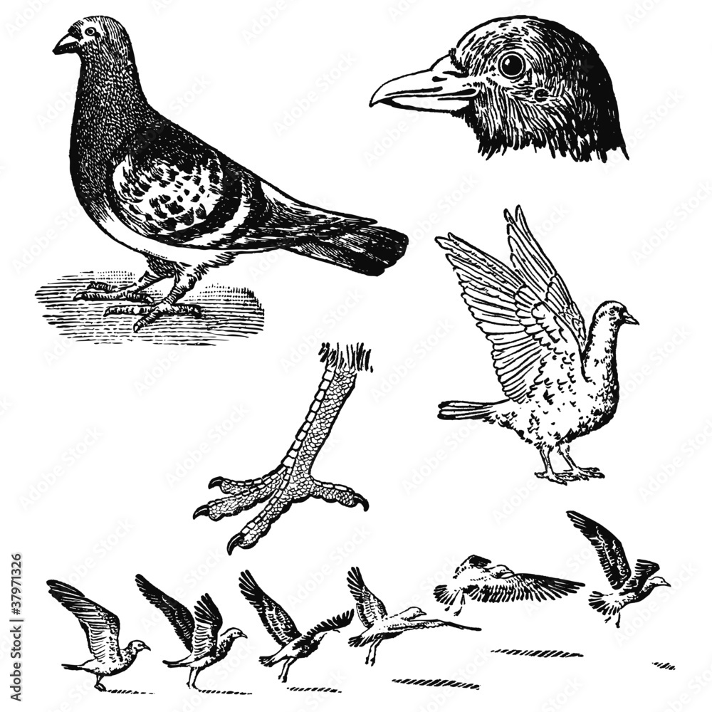 custom made wallpaper toronto digitalPigeons