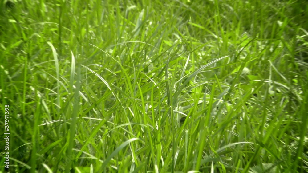 Green grass zoom in Green grass zoom in