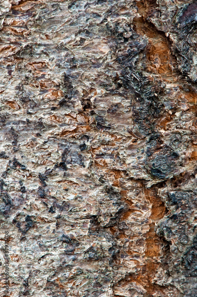 Tree Bark Tree Bark