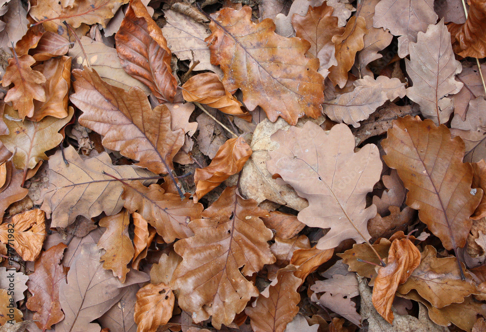 Tappeto di foglie secche in autunno Tappeto di foglie secche in autunno