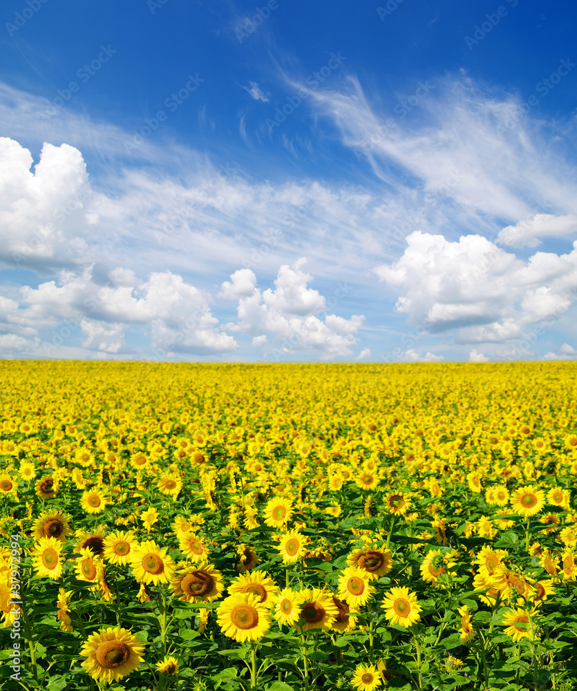 sunflowers sunflowers
