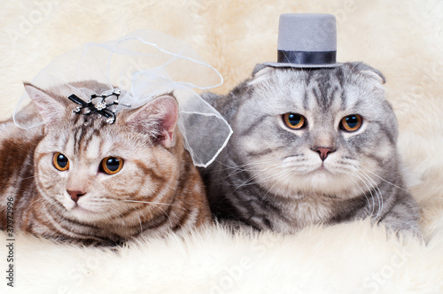 Slika na platnu cat