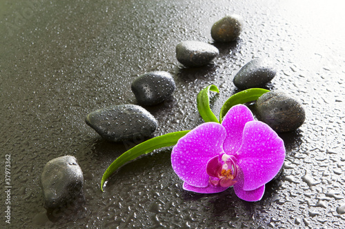 Orchids, black stones on a black background.