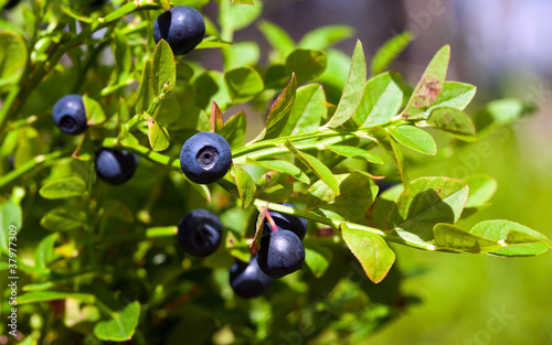 Fotografija Bush of a ripe bilberry in the summer closeup