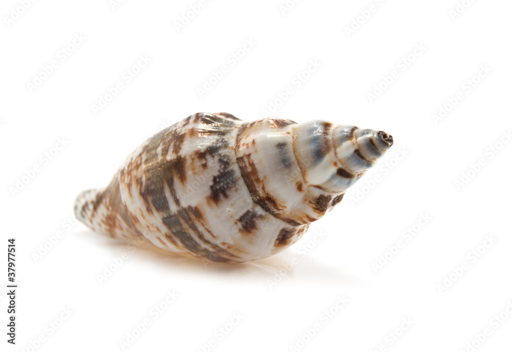 sea shell isolated