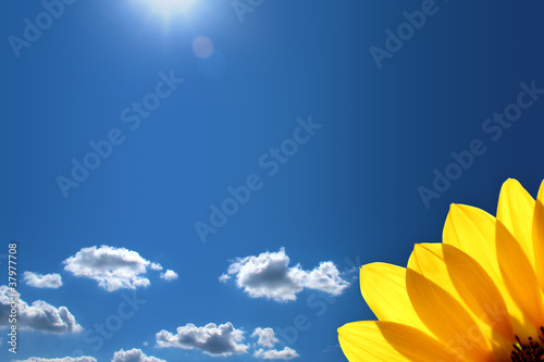 Bright petals of a sunflower against the blue sky