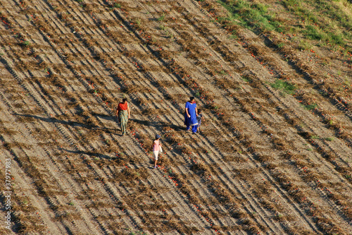 Indiani in un campo di pomodori