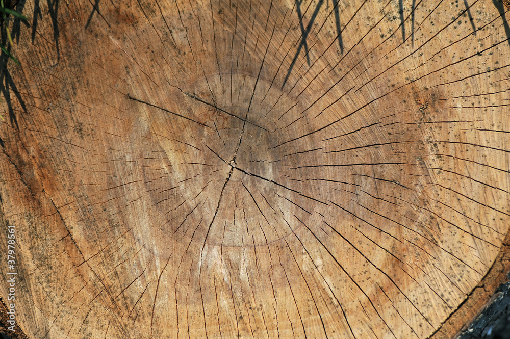 tree wood rings