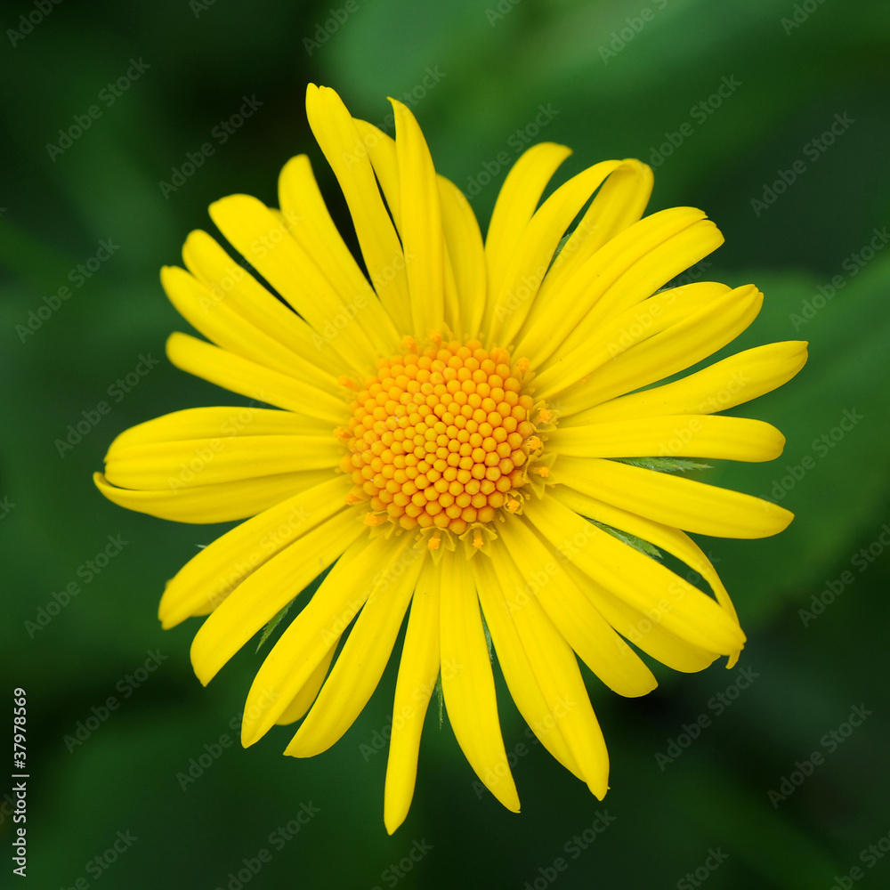 Obraz premium yellow flower