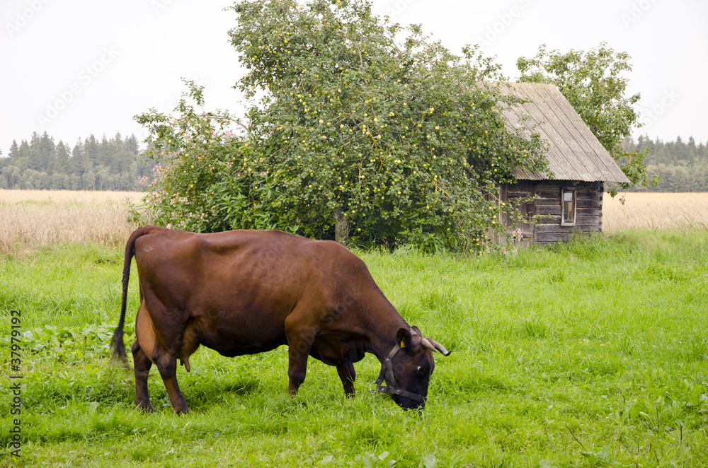 cow graze meadow abandoned building apple tree. cow graze meadow abandoned building apple tree.