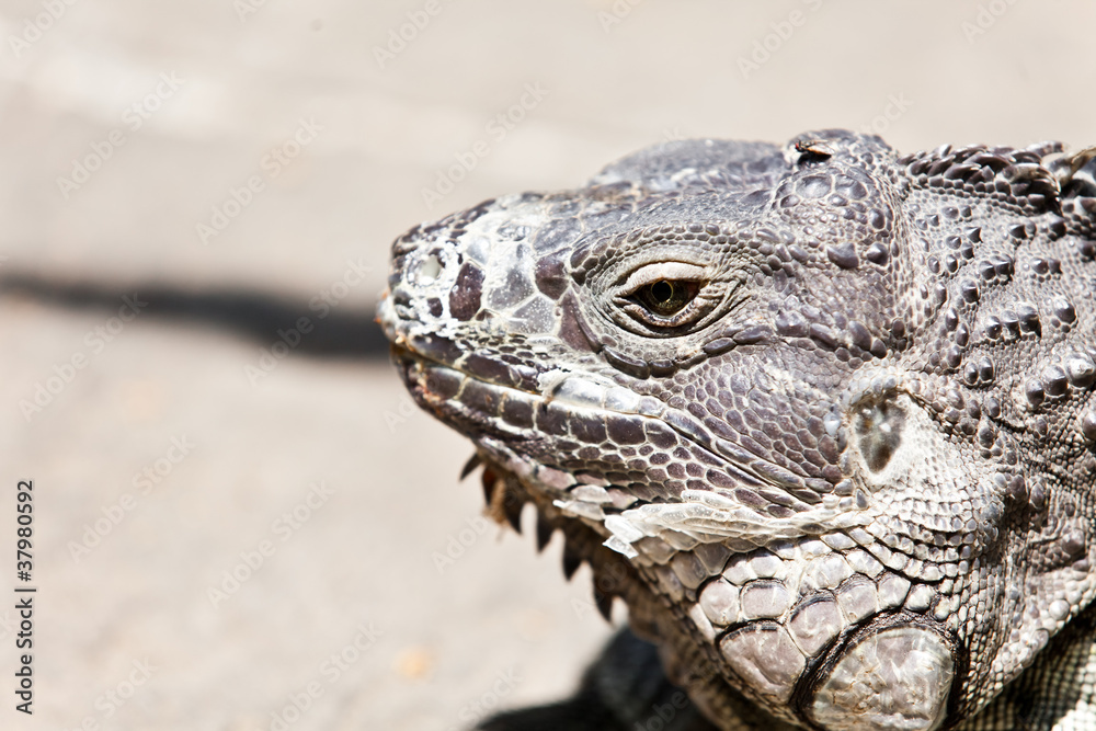 Big Iguana Big Iguana