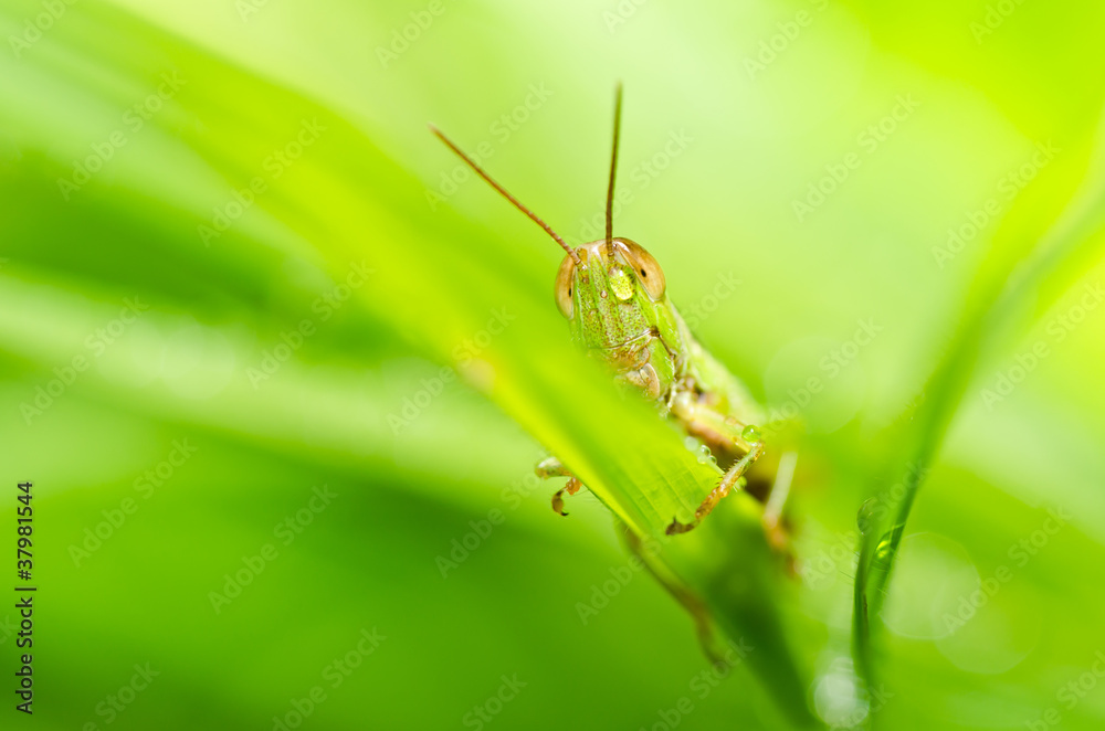 grasshopper in green nature grasshopper in green nature