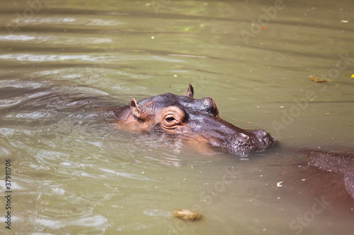 Big hippos