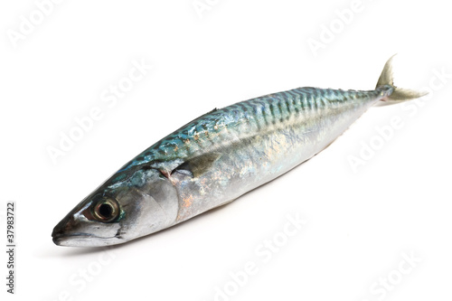 sgombro - mackerel over white