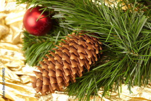 pine cones with pine branches