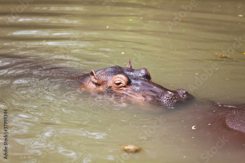 Big hippos