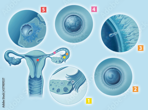 Eisprung, Befruchtung, Zellteilung, Einnistung photo