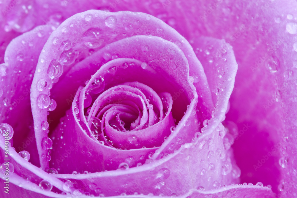 Close up of a pink rose with rain drops Close up of a pink rose with rain drops