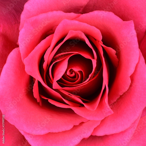 Closeup on Center of Beautiful Red Rose