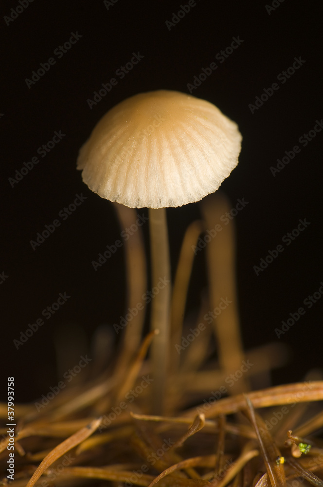 Obraz na plátně Mushroom