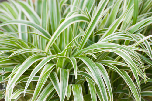 Green leaves wall background